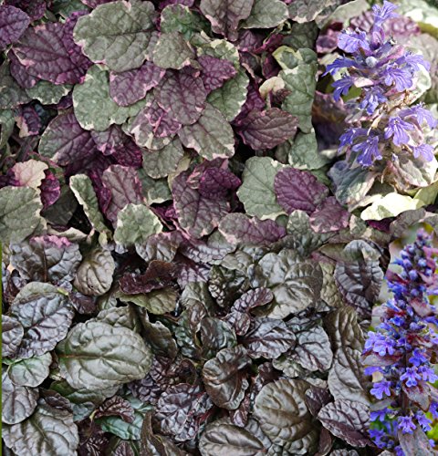 Günsel (Ajuga reptans) im 10,5cm Topf (6 Stück, Mix (3x braun, 3x weiß grün))