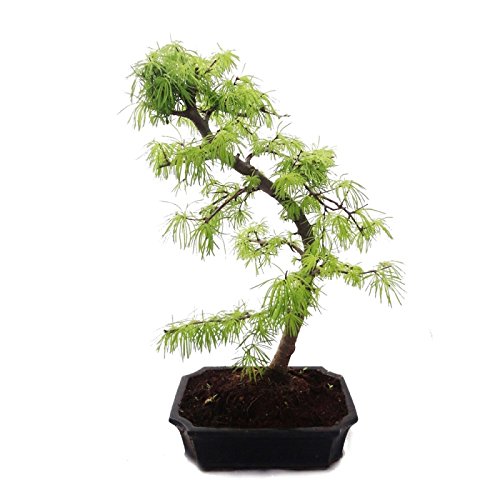 Exotenherz - Outdoor-Bonsai Pseudolarix amabilis - Goldlärche oder Scheinlärche 15cm