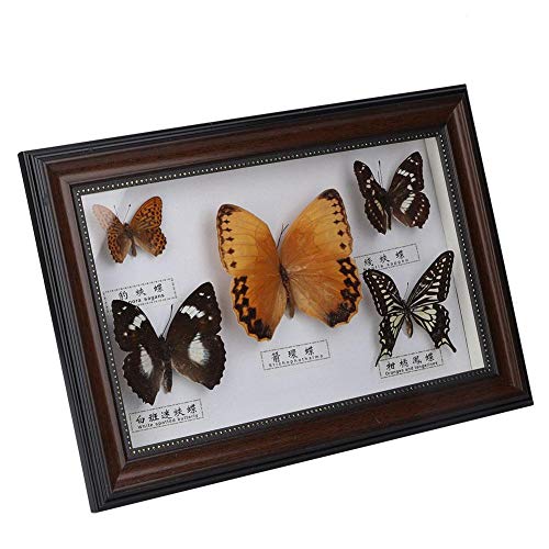 Exquisite Bastelgeschenk, Schmetterlinge Insekt Probe Handwerk echte gerahmte Geburtstagsgeschenk Home Decor Ornament(Schwarzer Rahmen)