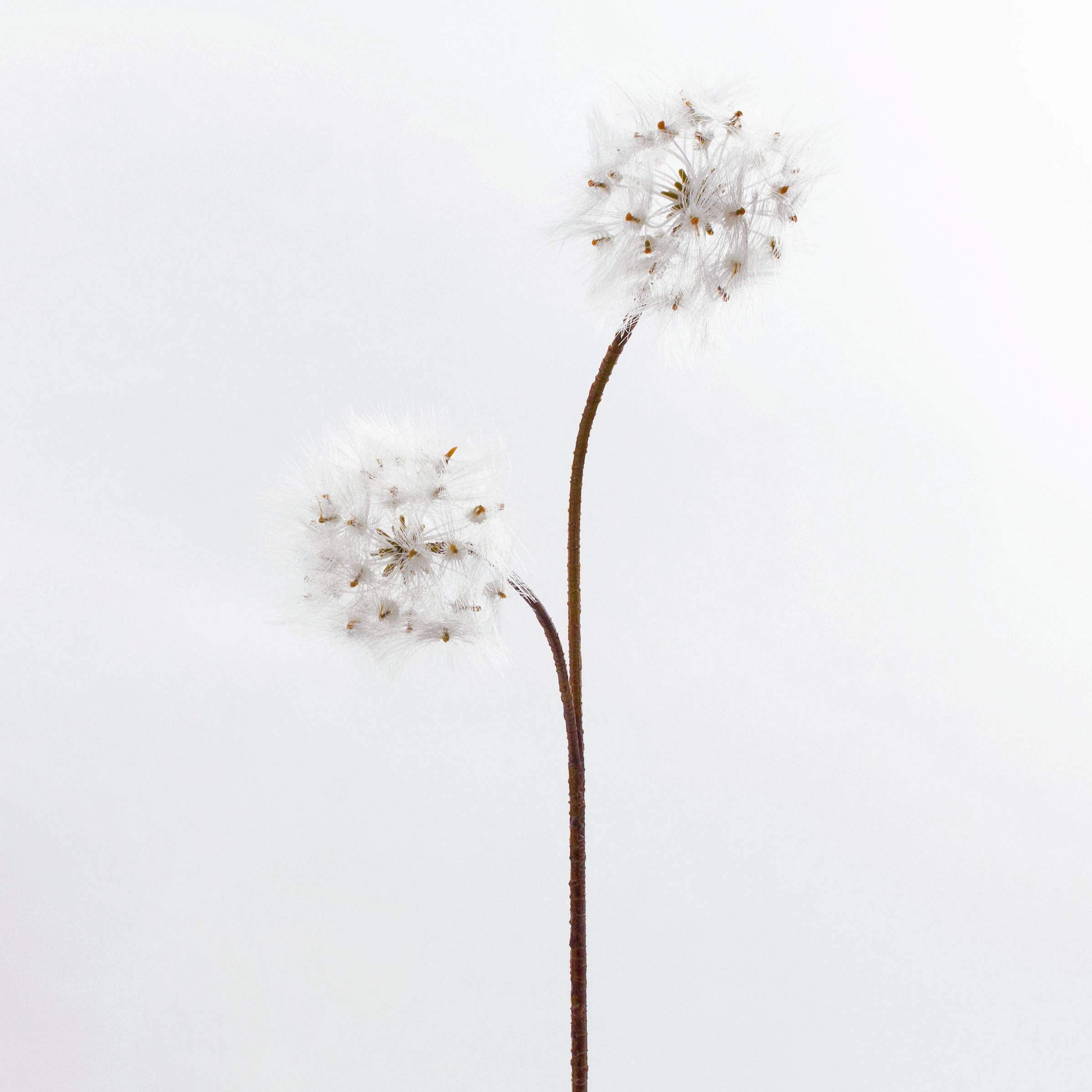artplants.de Künstliche Pusteblume Löwenzahn Theresia, 2 weiße Blüten, 85cm - Kunst Blume