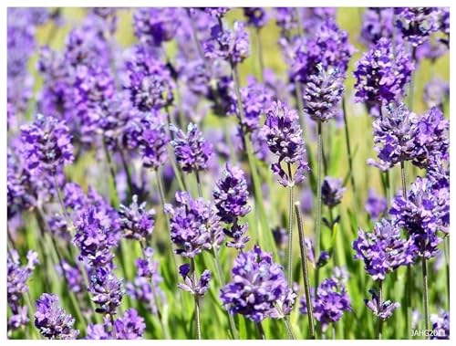 10 x Lavandula angustifolia 'Hidcote Blue' (Lavendel)