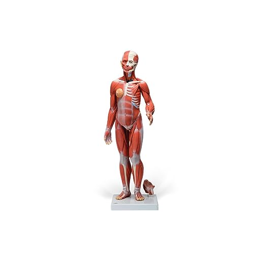 3B Scientific Menschliche Anatomie - Muskelfigur, zweigeschlechtig mit inneren Organen, 33-teilig + kostenlose Anatomie App - 3B Smart Anatomy