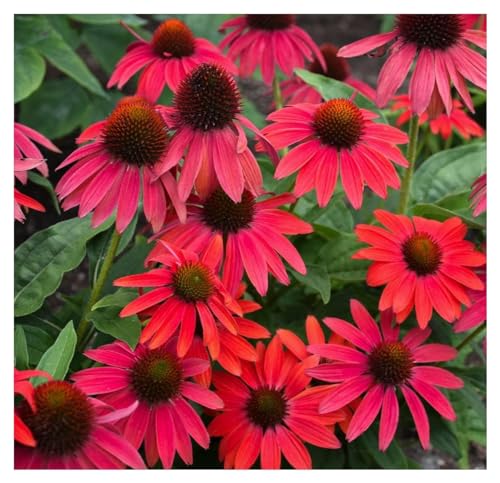 10 x Echinacea purpurea ‚Lakota Red' (Staude/Mehrjährig/Winterhart) Scheinsonnenhut Rot - Tolle leuchtende Blüten - Sehr Bienen und Insektenfreundlich - extrem Pflegeleicht - Sehr wertvolle Staude