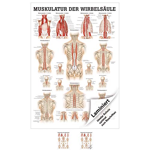 Muskulatur der Wirbelsäule Poster Anatomie 70x50 cm medizinische Lehrmittel