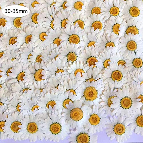 Maxtonser 100Pcs Real Natural Dried Pressed Flowers White Daisy Pressed Flower for Resin Jewelry Nail Stickers Makeup Art Crafts,DIY Pendant