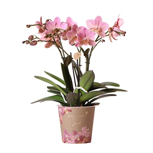 Kolibri Orchids | Altrosa Phalaenopsis Orchidee - Jewel Treviso - Topfgröße Ø12cm | blühende Zimmerpflanze - frisch vom Züchter