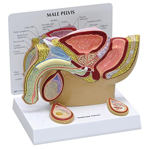 GPI Anatomicals 3570 Becken männlich Modell mit Hoden