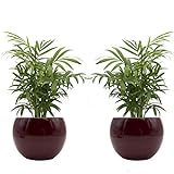 Zimmerpalmen-Duo mit handgefertigtem Keramik-Blumentopf "Cresto Rot" - 2 Pflanzen und 2 Dekotöpfe