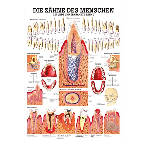 Gesunde Zähne Lehrtafel Anatomie 100x70 cm medizinische Lehrmittel
