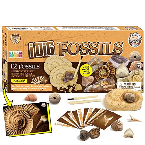 Fossilien Steine Ausgrabungsset Für Kinder Ausgrabung Fossilien Experimentierkästen Für Kinder Ab 7 8 9 10 Jahre