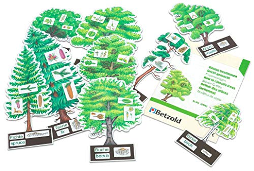 Betzold 754793 - Biologie Lehrmittel Bäume bestimmen leicht gemacht - Kinder Schule Baum-Modell Wald Natur