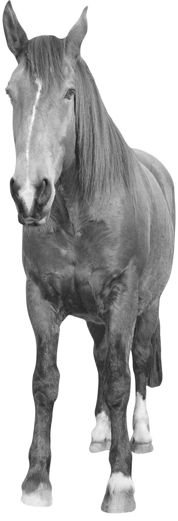 Plage 3XL Black and White Horse, Vinyl, Grey, 58,2 x 0,1 x 172 cm