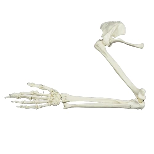 LKYLVEE Armskelettmodell - Knochenmodell der oberen Extremitäten - Enthält alle Armknochen sowie einen beweglichen Handknochen ,B,Left