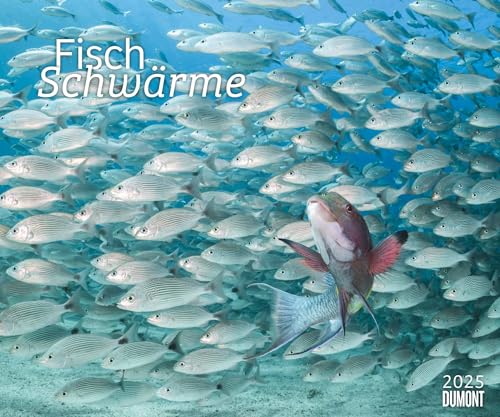 Fischschwärme 2025 – Unterwasser-Natur-Fotografie – Wandkalender 60 x 50 cm – Spiralbindung: Fish swarms