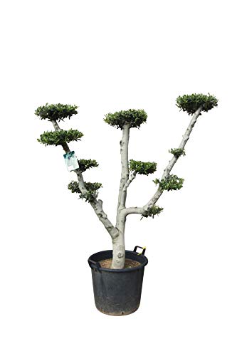 Olivenbaum - Pon Pon - 180 cm - winterhart - Formschnitt - stammumfang 30/40cm