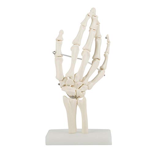 DEWIN Modell des Menschlichen Handgelenks - Skelett Hand Modell Anatomisches Hand-Modell für Schulen Krankenhaus körperliche Gesundheit Unterricht