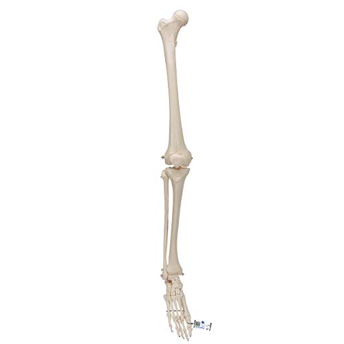 3B Scientific Menschliche Anatomie - Beinskelett mit Fuß - 3B Smart Anatomy