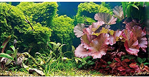AWERT Hintergrund für Wasserpflanzen, Vinyl, 183 x 61 cm