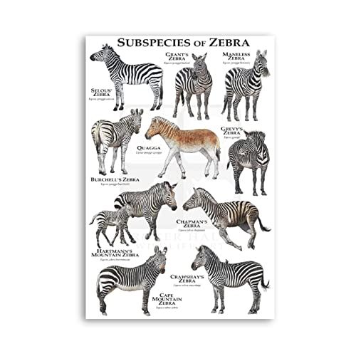 DOCFUR Kunstdruck Poster 60 * 90cm Sin Marco DREI Zebra-Tiere-Plakate Heimtextilien-dekoratives Wohnzimmer-Schlafzimmer