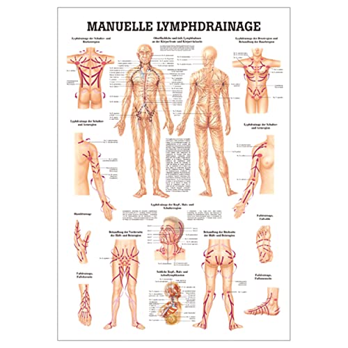 Ruediger Anatomie TA72 Manuell LymphDrainage Tafel, 70 cm x 100 cm, Papier