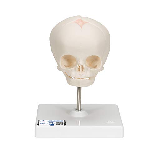 3B Scientific menschliche Anatomie - Fetus-Schädelmodell, auf Stativ - 3B Smart Anatomy