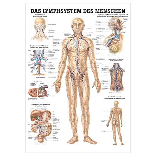 Das Lymphsystem Lehrtafel Anatomie 100x70 cm medizinische Lehrmittel