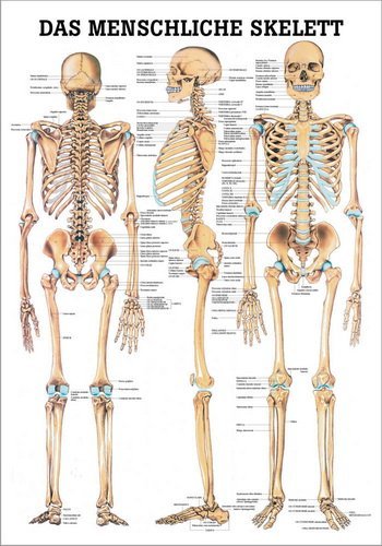 Ruediger Anatomie TA03LAM Das menschliche Skelett Tafel, 70 cm x 100 cm, laminiert