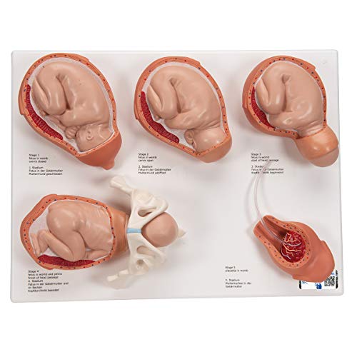 3B Scientific Menschliche Anatomie - Geburtsstadien Modell + kostenlose Anatomie App - 3B Smart Anatomy, VG393