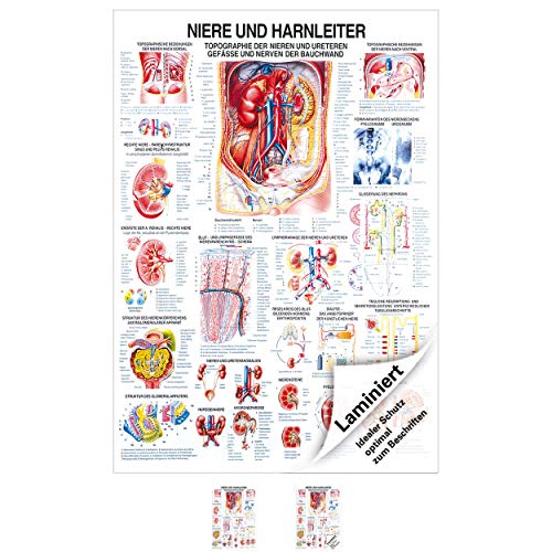 Sport-Tec Niere und Harnleiter Lehrtafel Anatomie 100x70 cm medizinische Lehrmittel
