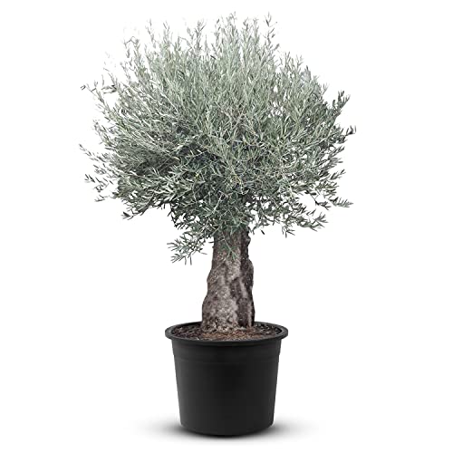 Olivenbaum Olea Europea winterhart, stammumfang 60/80cm, knorriger alte Stamm, Höhe ca.270cm