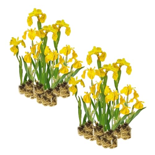 VDVELDE Gelbe Sumpfschwertlilie Iris Pseudacorus - Für ca. 2,5 m² - 30 lose Filterpflanzen - Für Teichpflanzenfilter - Winterharte Teichpflanzen - Van der Velde Wasserpflanzen