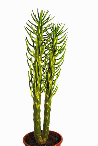 Kakteen,Sukkulenten,cylindropuntia subulata,sehr große Pflanze,ca. 60cm hoch