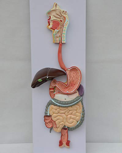 TWY 1: 1 natürlicher Verdauungstrakt, Magen, Nase, Rachen, Dick- und Dünndarm Anatomisches Modell Studie Demonstration Display Lehrmittel
