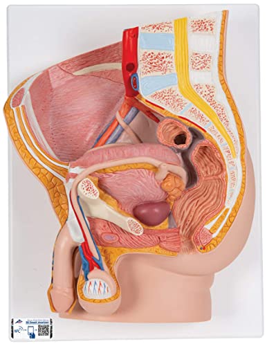 3B Scientific Menschliche Anatomie - Männliches Becken, 2-teilig + kostenlose Anatomie App - 3B Smart Anatomy, H11