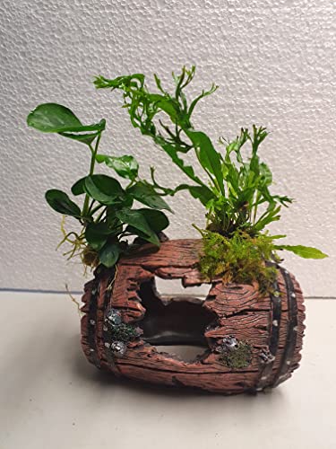 Garnelenbäumchen Polyresin Fass Kunstharz 20x15 cm bepflanzt mit echten Wasserpflanzen von Tropica Anubia ,Moos und Farn Aquarium Deko