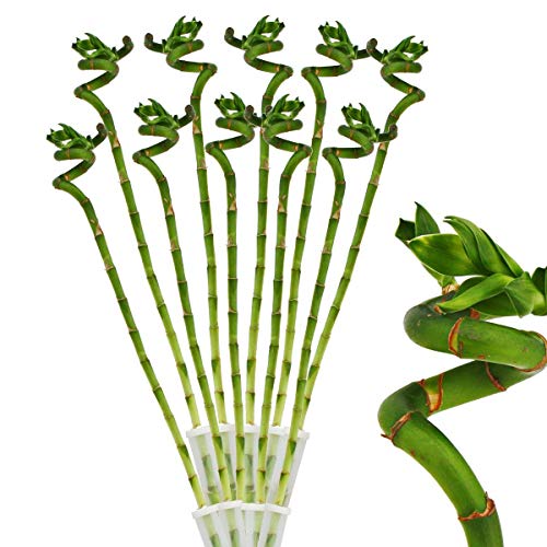 Exotenherz - 10er Set Glücksbambus 'Lucky Bamboo' - spiralförmig - im Röhrchen - Dracaena Sanderiana - ca. 50 cm hoch