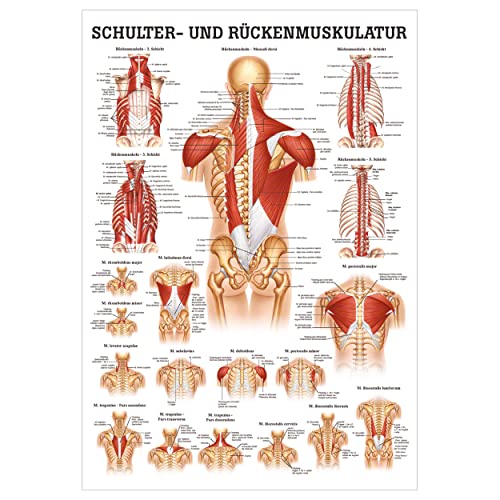 Rüdiger Schulter- und Rückenmuskulatur Poster Anatomie 70x50 cm medizinische Lehrmittel