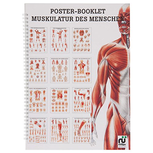 Sport-Tec Muskulatur des Menschen Mini-Poster Booklet Anatomie 34x24 cm, 12 Poster