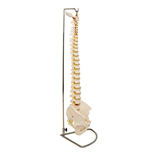 Anatomisches Skelett | Flexible Wirbelsäule mit Bandscheibenvorfall, Arterien und Ästen der Spinalnerven | mit Chrom Stativ | Anatomie Modell | Lehrmittel