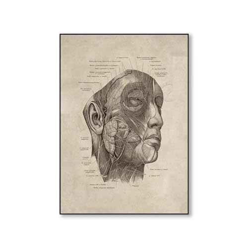 Vintage Menschliches Kopf-Anatomie-Kunstplakat, Medizinische Kunst. Gesichtsmuskeln. Gesichtsnerv-Poster. Muskulatur. Diagramm Des Nervensystems 50Cmx70Cm Kein Rahmen