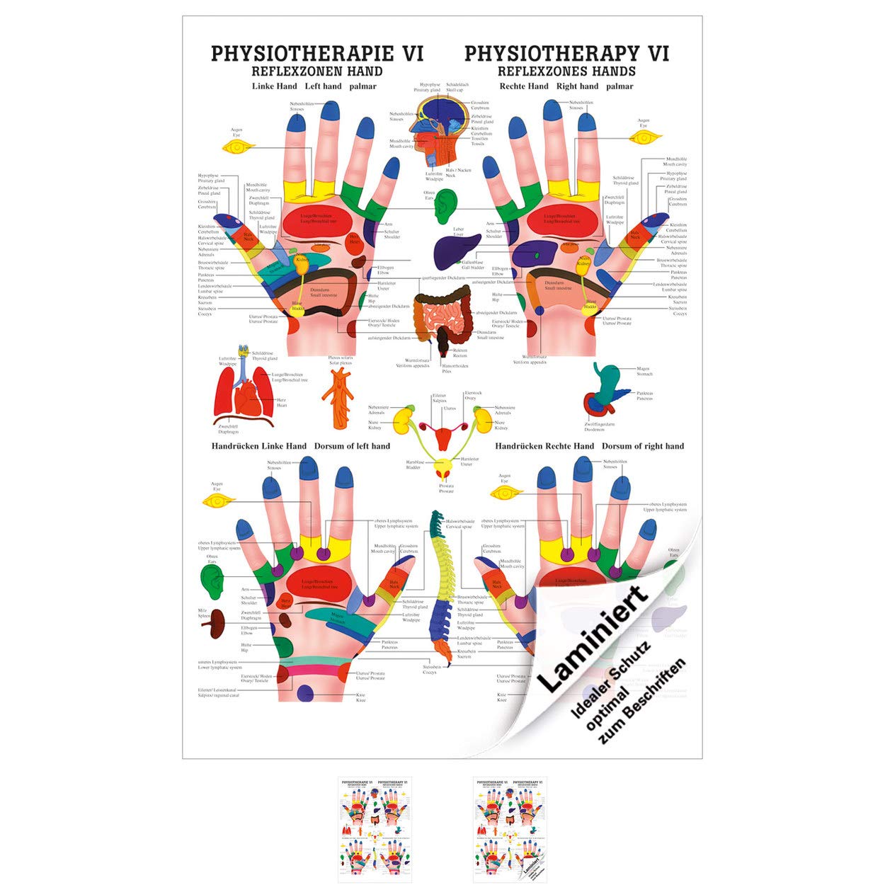 Rüdiger Reflexzonen Hand Poster Anatomie 70x50 cm medizinische Lehrmittel