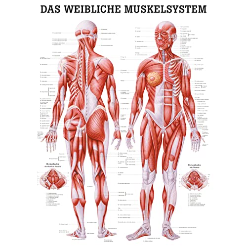 Weibliches Muskelsystem Poster Anatomie 70x50 cm medizinische Lehrmittel