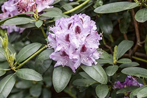 Rhododendron Hybr.'Humboldt' C 7,5 40-50 Rhododendron 'Humboldt',winterhart, deutsche Baumschulqualität, im Topf für optimales anwachsen