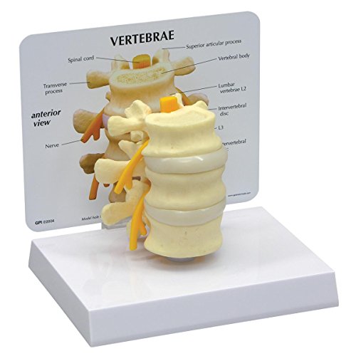 GPI Anatomicals 1500 Rückenwirbel Modell
