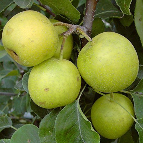 Nashi An Ben Pear, Asienbirne Apfelbirne als Buschbaum 110-140 cm 10 Liter Topf, Unterlage: Sämling