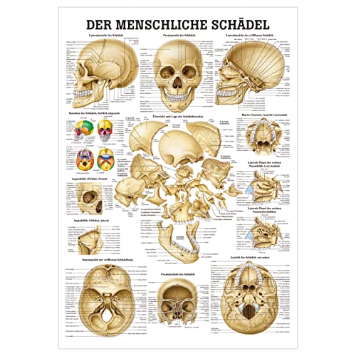 Schädel und Schädelknochen Lehrtafel Anatomie 100x70 cm medizinische Lehrmittel