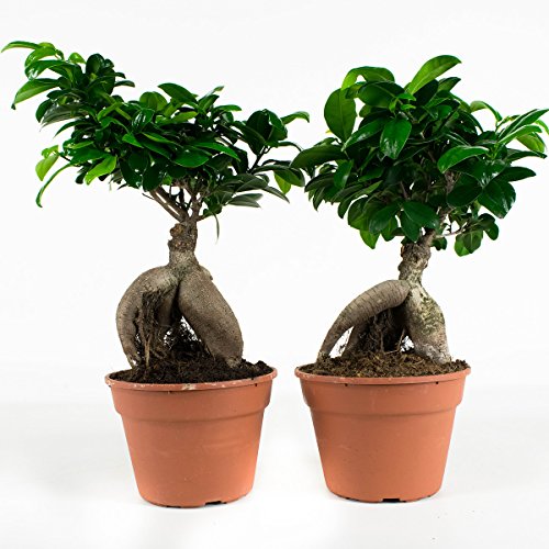 Ficus Ginseng Microcarpa | 2 Pflanzen | Kleines Bonsai | Zimmerpflanze | Höhe 40 cm | Topf 17 cm | einfache Wartung