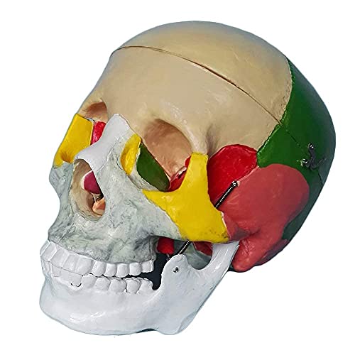 Buntes menschliches Totenkopf-Modell, menschlicher Totenkopf, Anatomie-Modell, lebensgroß, anatomisches Modell für Erwachsene, mit abnehmbarer Totenkopfkappe, medizinische Modelle