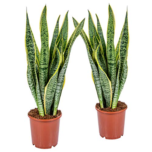 Frauenzunge | Sansevieria XL 'Laurentii' pro 2 Stück - Zimmerpflanze in einem Aufzuchttopf ⌀17 cm - 65 cm
