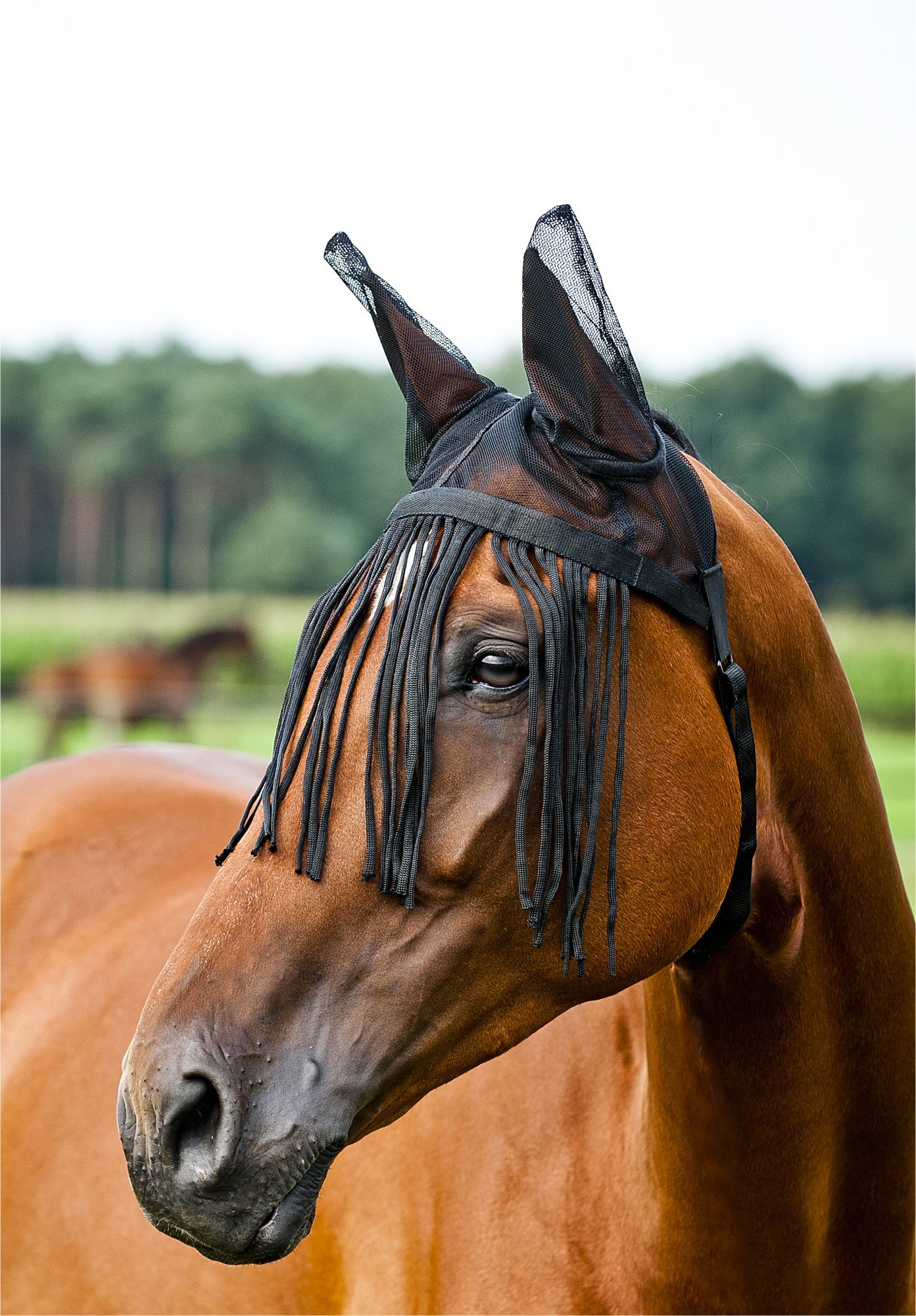 Horze Pferde Fliegenfransen mit Ohrenschutz, Fliegenschutz für Pferd und Pony, Schwarz, C